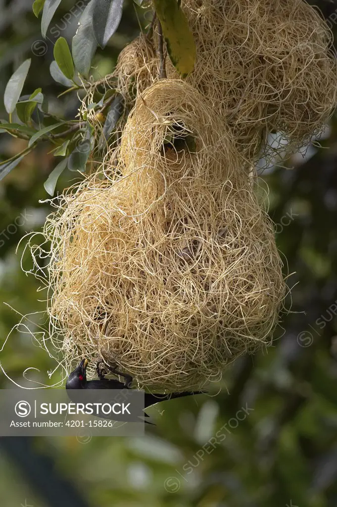 Metallic Starling (Aplonis metallica) building intricate nest, native to New Guinea