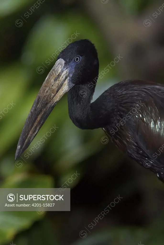 African Open-bill Stork (Anastomus lamelligerus) stork native to Africa