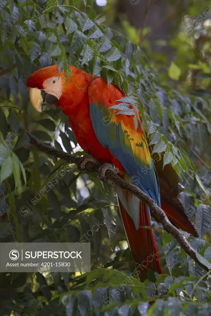 Scarlet Macaw (Ara macao) portrait in tree, native to Peru and Brazil