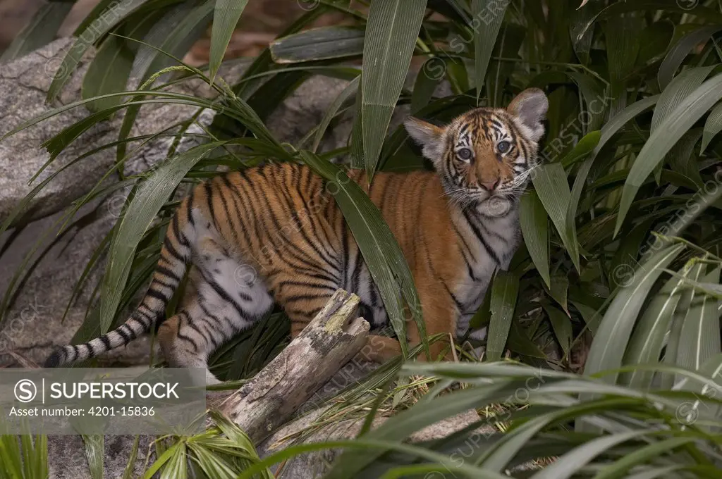 Malayan Tiger (Panthera tigris jacksoni) cub amid leaves, endangered, native to Malay Peninsula