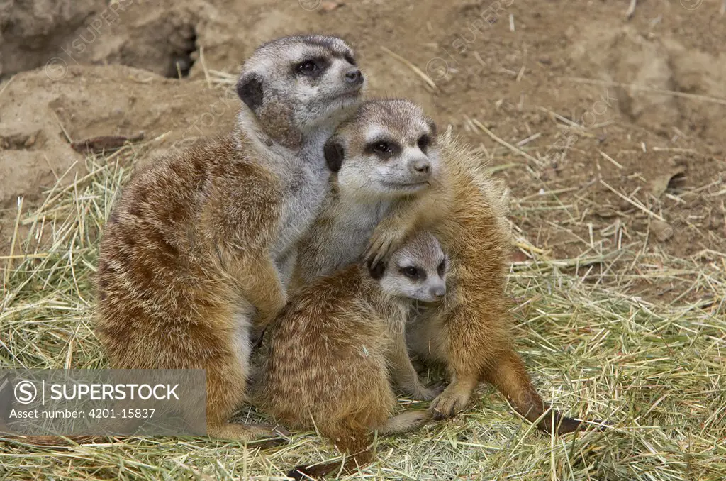 Meerkat (Suricata suricatta) trio huddling together, native to Africa