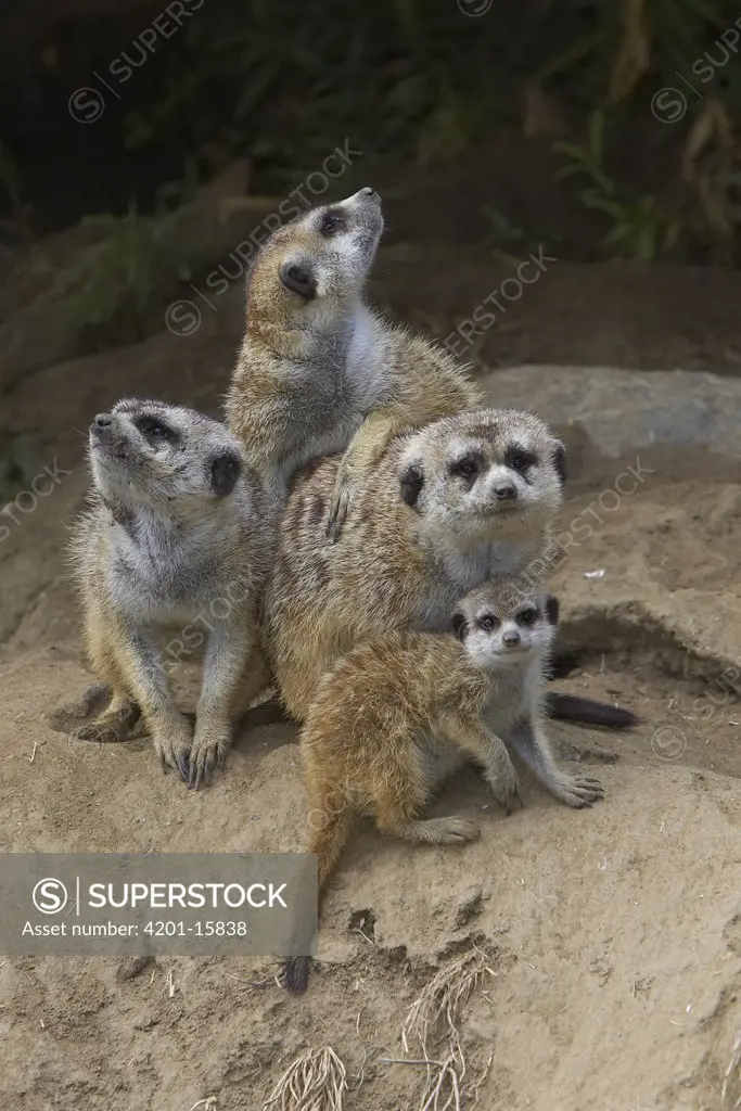 Meerkat (Suricata suricatta) group huddling together, native to Africa