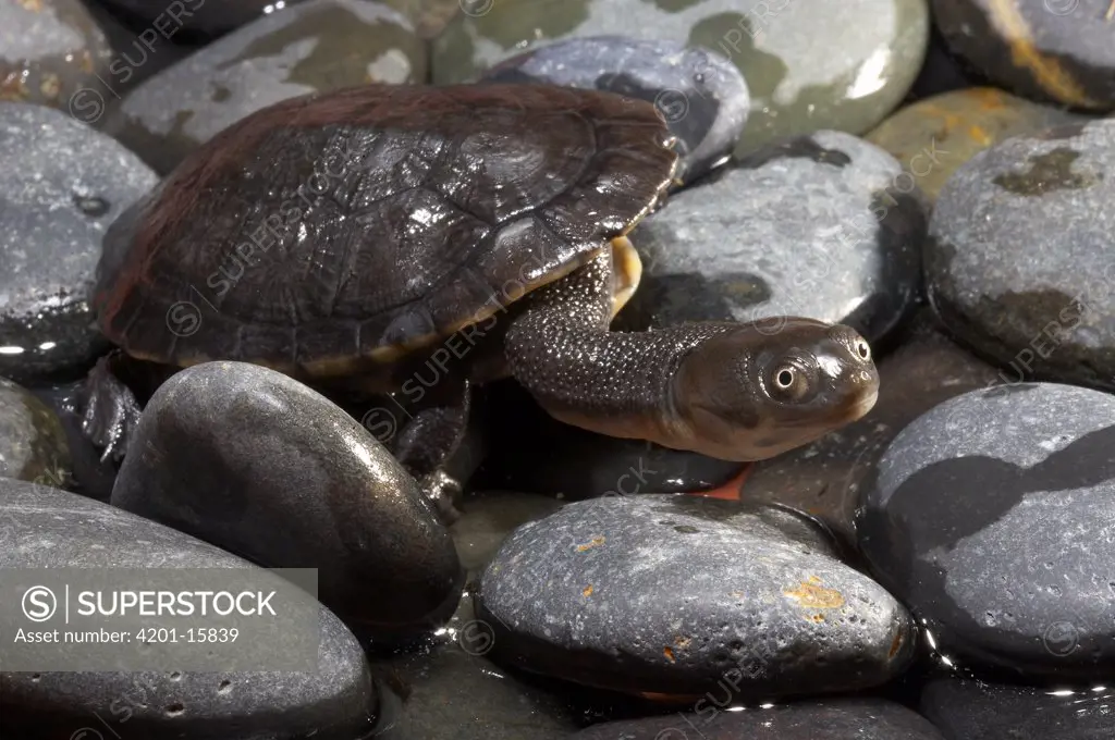 Hilaire's Sideneck Turtle (Phrynops hilarii) on rocks, native to South America