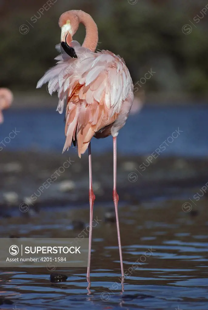 Greater Flamingo (Phoenicopterus ruber) preening, Rabida Island, Galapagos Islands, Ecuador