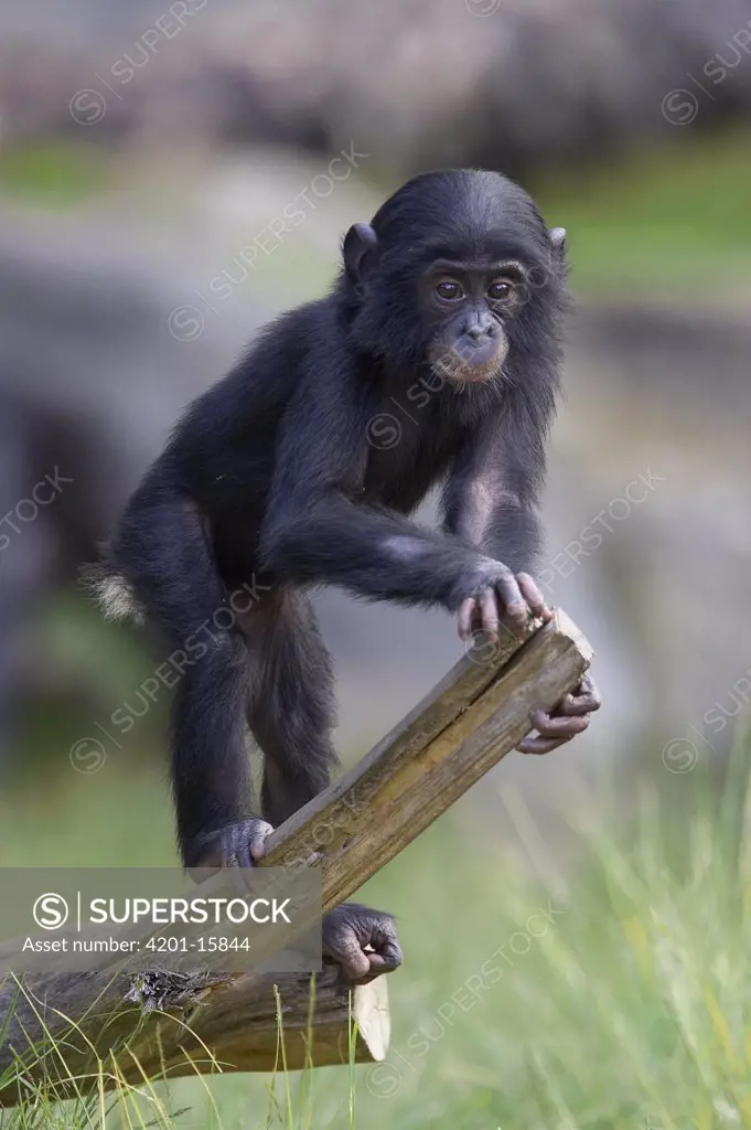Bonobo (Pan paniscus) baby on log, endangered, native to Africa