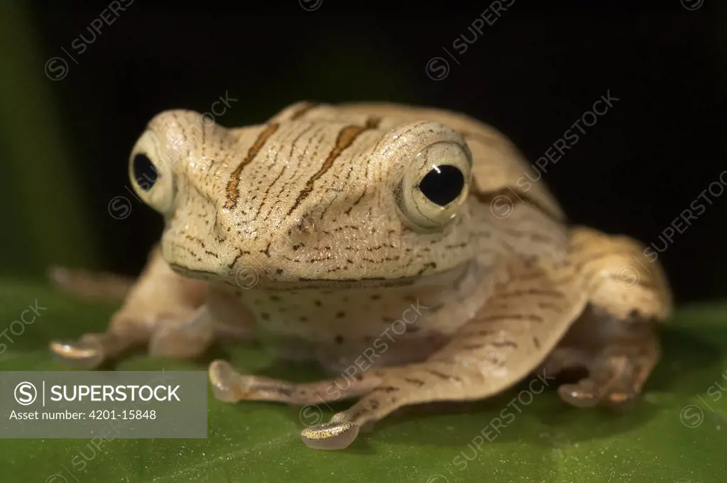 Bornean Tree-hole Frog (Metaphrynella sundana) portrait, native to Indonesia