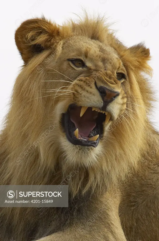 African Lion (Panthera leo) male growling, threatened, native to Africa