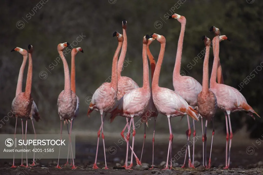 Greater Flamingo (Phoenicopterus ruber) synchronized group courtship dance, Rabida Island, Galapagos Islands, Ecuador