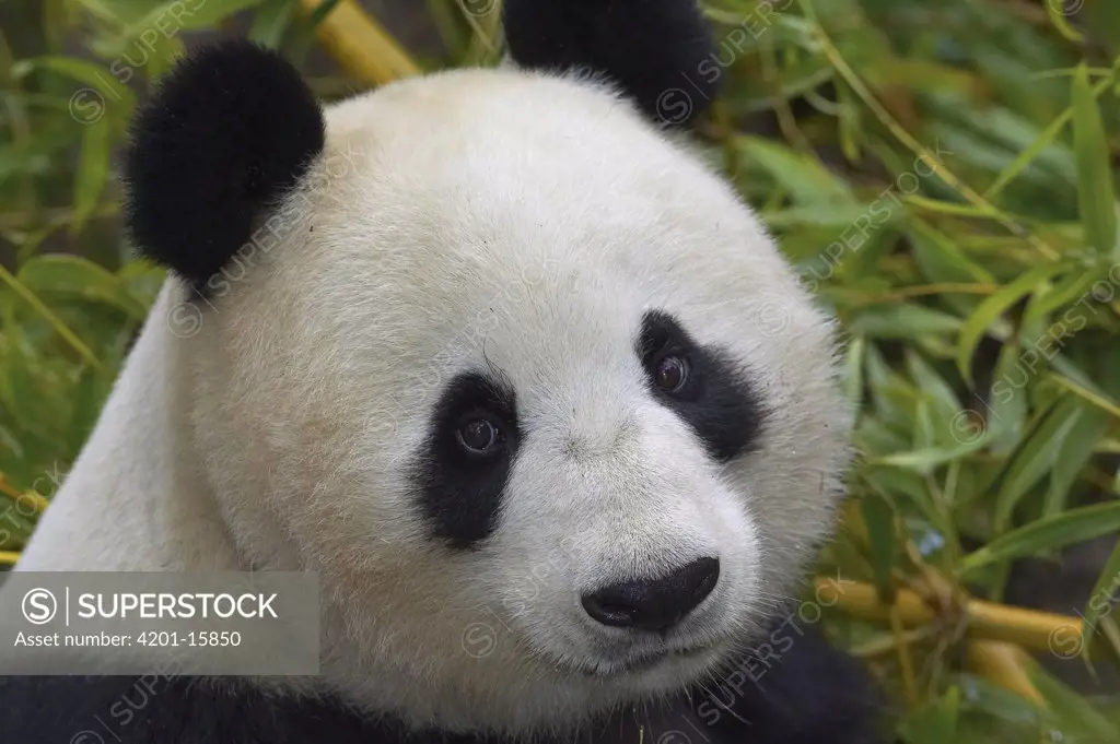 Giant Panda (Ailuropoda melanoleuca) portrait, endangered, native to China
