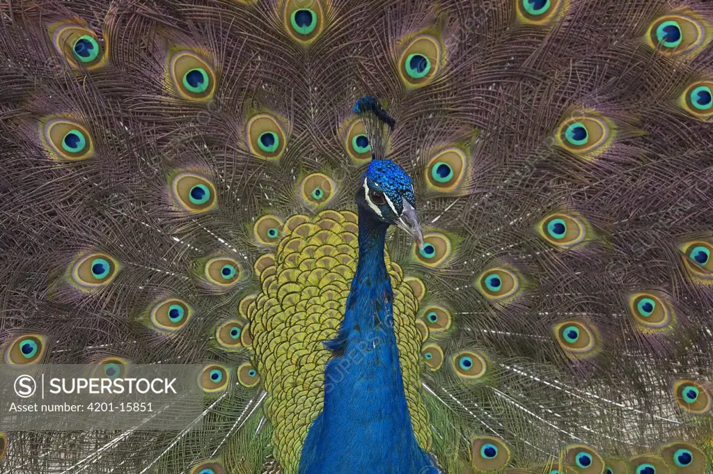 Indian Peafowl (Pavo cristatus) male displaying tail feathers, native to India