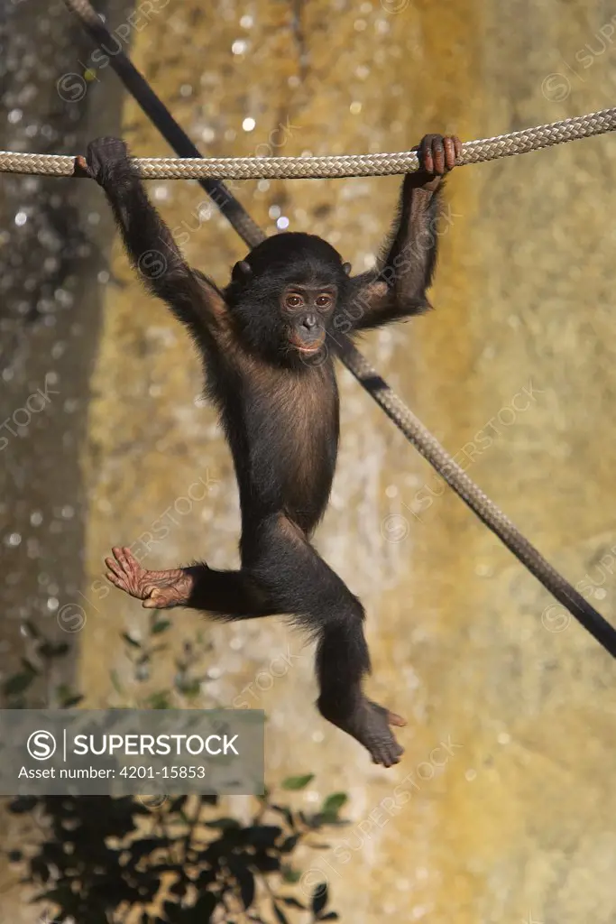 Bonobo (Pan paniscus) baby playing on ropes, endangered, native to Africa