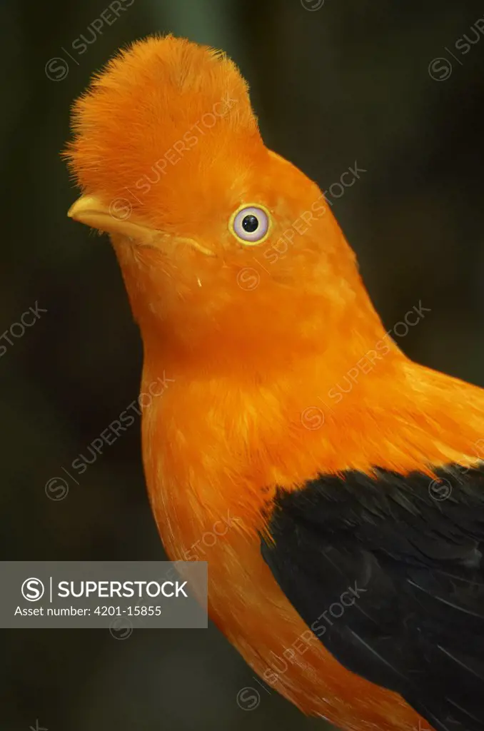 Andean Cock-of-the-rock (Rupicola peruviana) portrait, native to Andean cloud forests