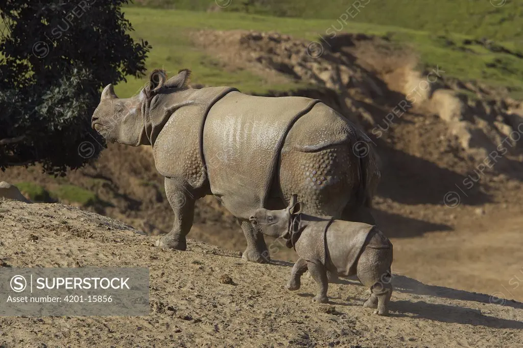 Indian Rhinoceros (Rhinoceros unicornis) mother with calf, endangered, native to Nepal and India