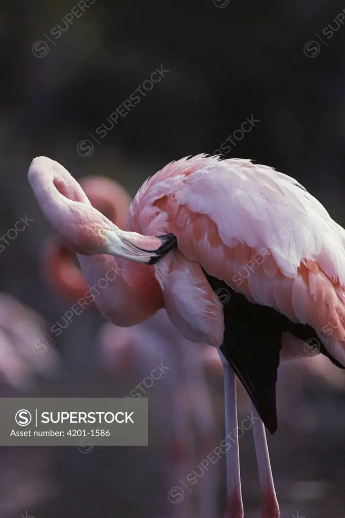 Greater Flamingo (Phoenicopterus ruber) preening, Rabida Island, Galapagos Islands, Ecuador