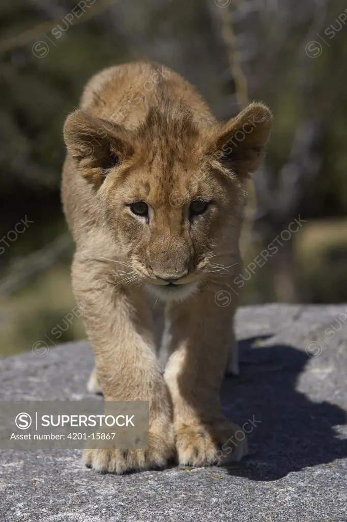 African Lion (Panthera leo) cub portrait, threatened, native to Africa