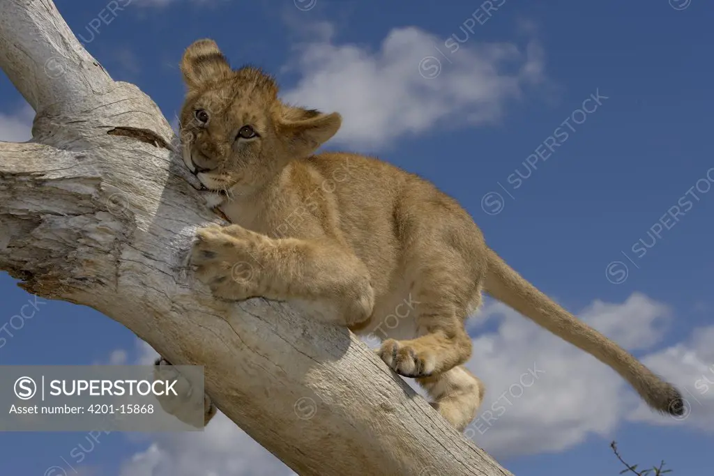 African Lion (Panthera leo) cub playing on log, threatened, native to Africa
