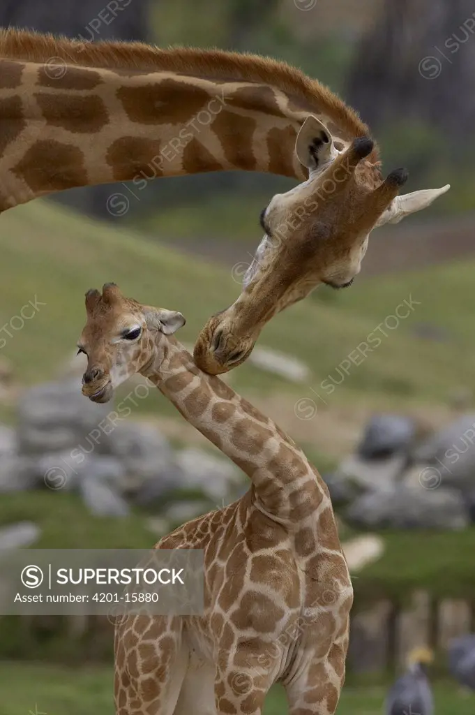 Rothschild Giraffe (Giraffa camelopardalis rothschildi) mother nuzzling calf, native to Africa