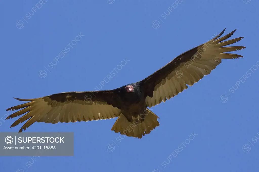 Turkey Vulture (Cathartes aura) soaring overhead, native to North America