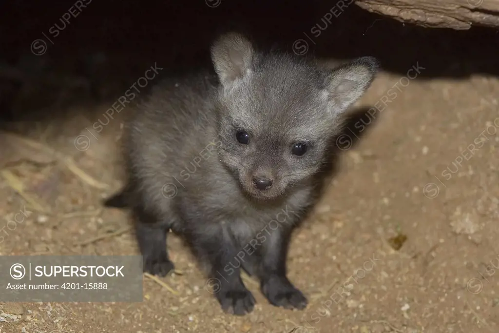 Bat-eared Fox (Otocyon megalotis) kit, native to Africa