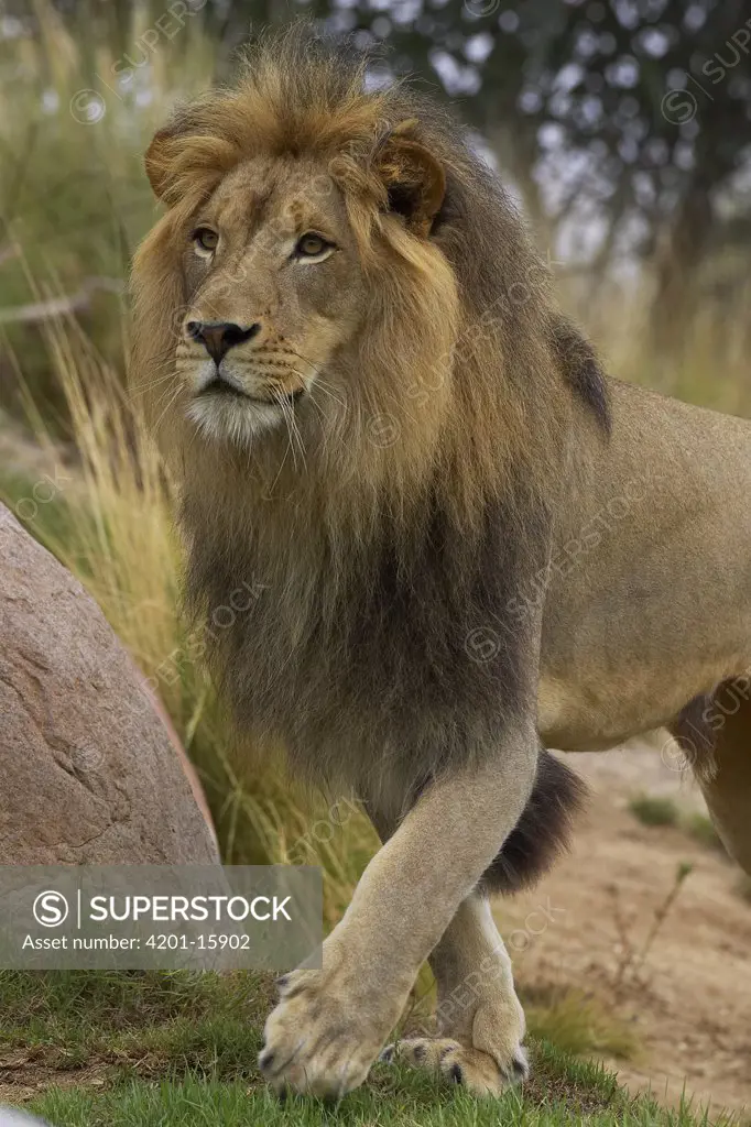 African Lion (Panthera leo) male portrait, threatened, native to Africa