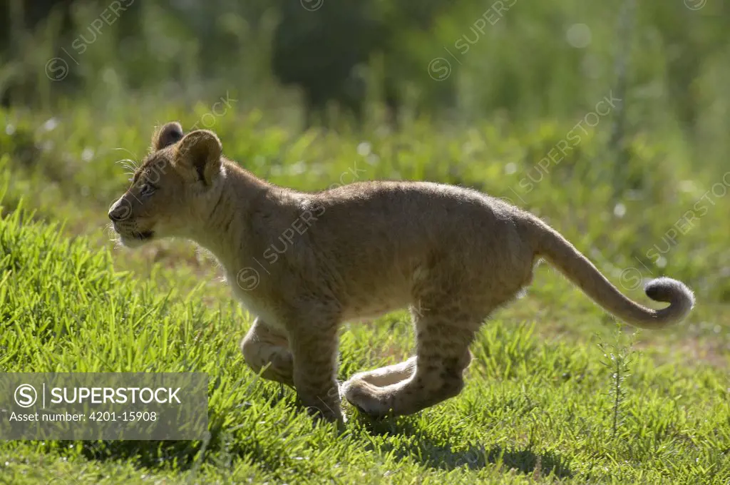 African Lion (Panthera leo) cub running, threatened, native to Africa
