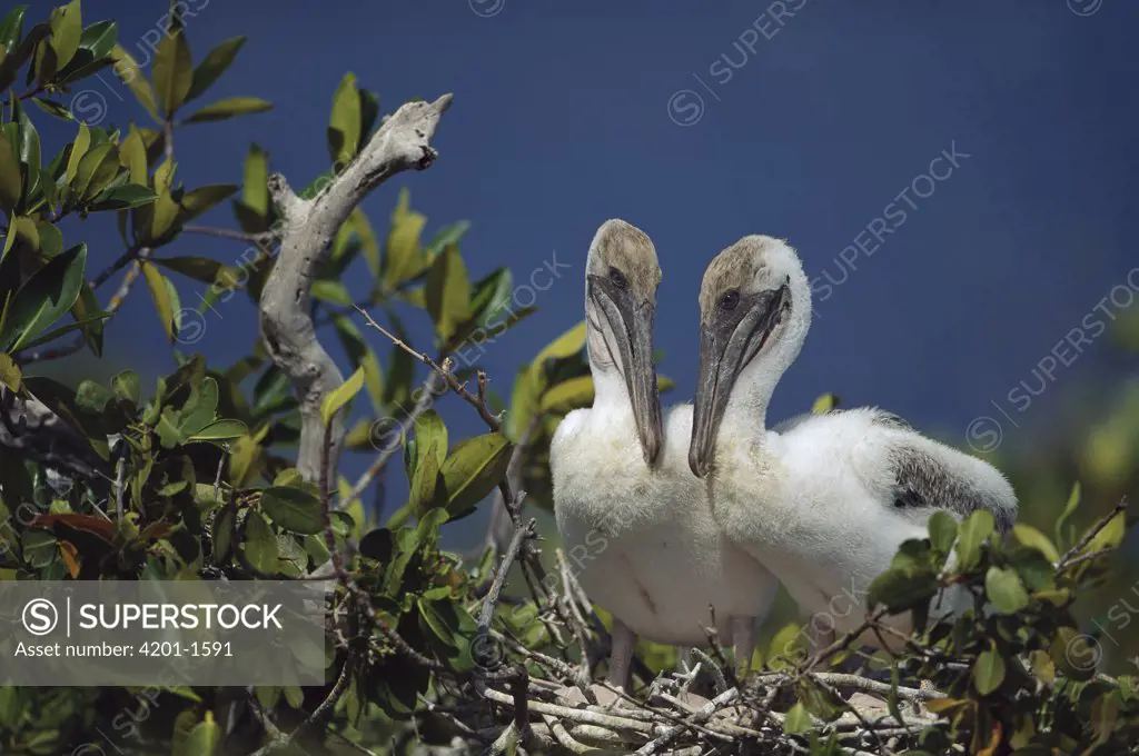 Brown Pelican (Pelecanus occidentalis) chicks in mangrove nest, Punta Espinosa, Fernandina Island, Galapagos Islands, Ecuador