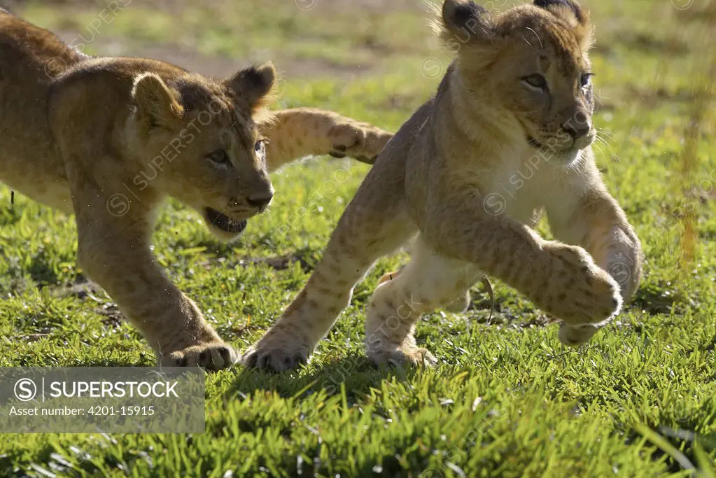 African Lion (Panthera leo) pair of cubs playing, threatened, native to Africa