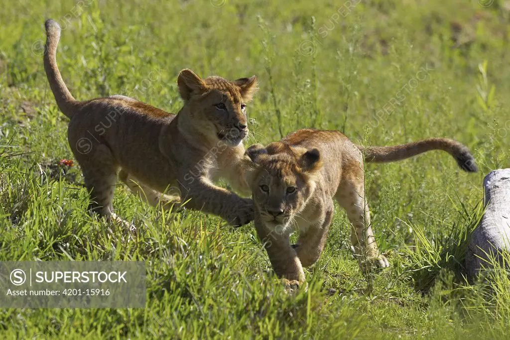 African Lion (Panthera leo) pair of cubs playing, threatened, native to Africa