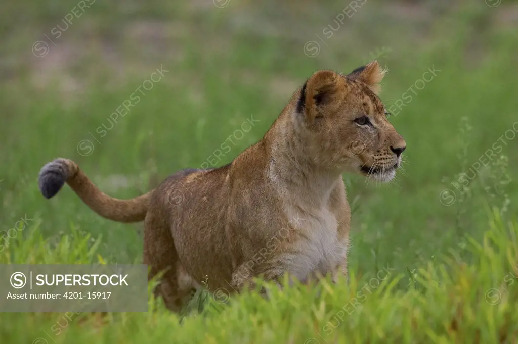 African Lion (Panthera leo) cub, threatened, native to Africa