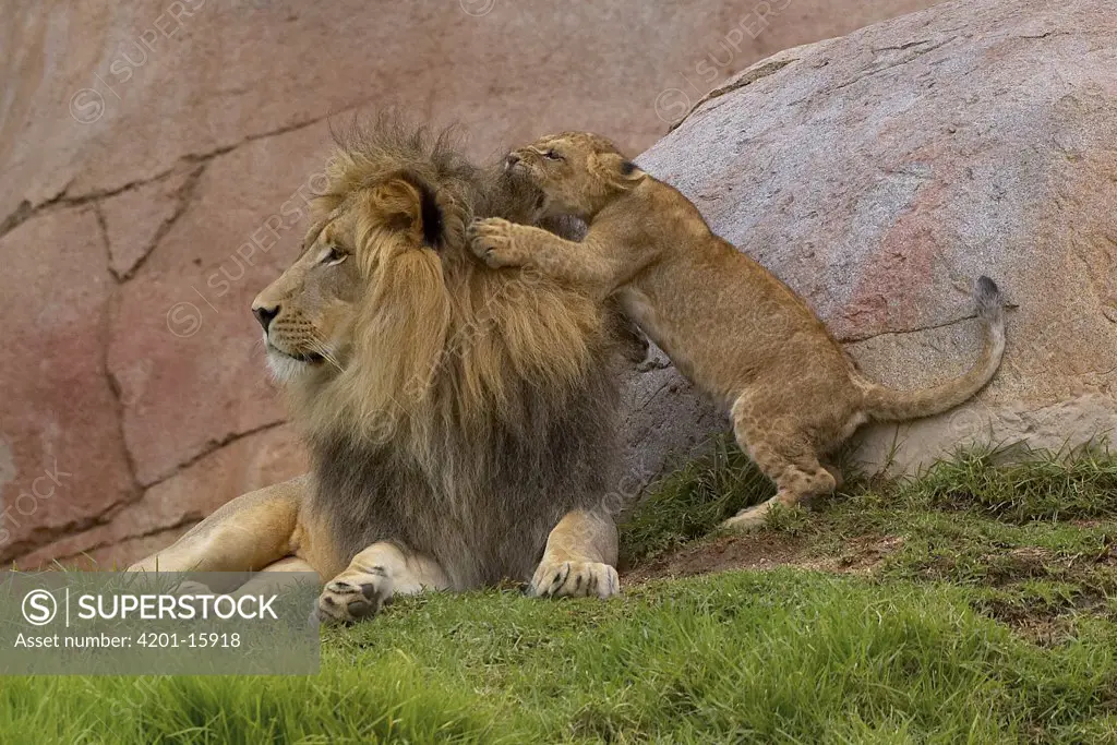 African Lion (Panthera leo) cub playing with male, native to Africa