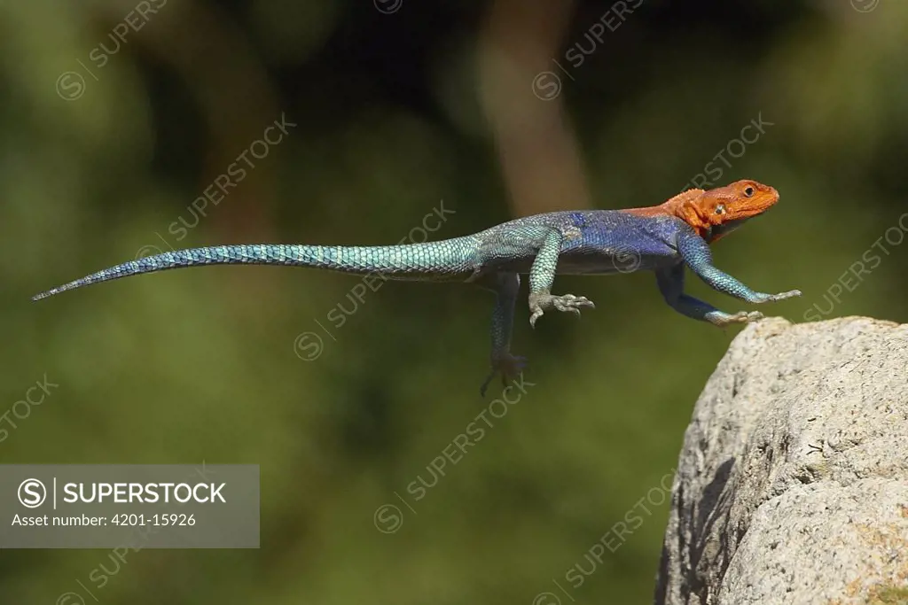 Red-headed Rock Agama (Agama agama) male lizard jumping, native to Africa