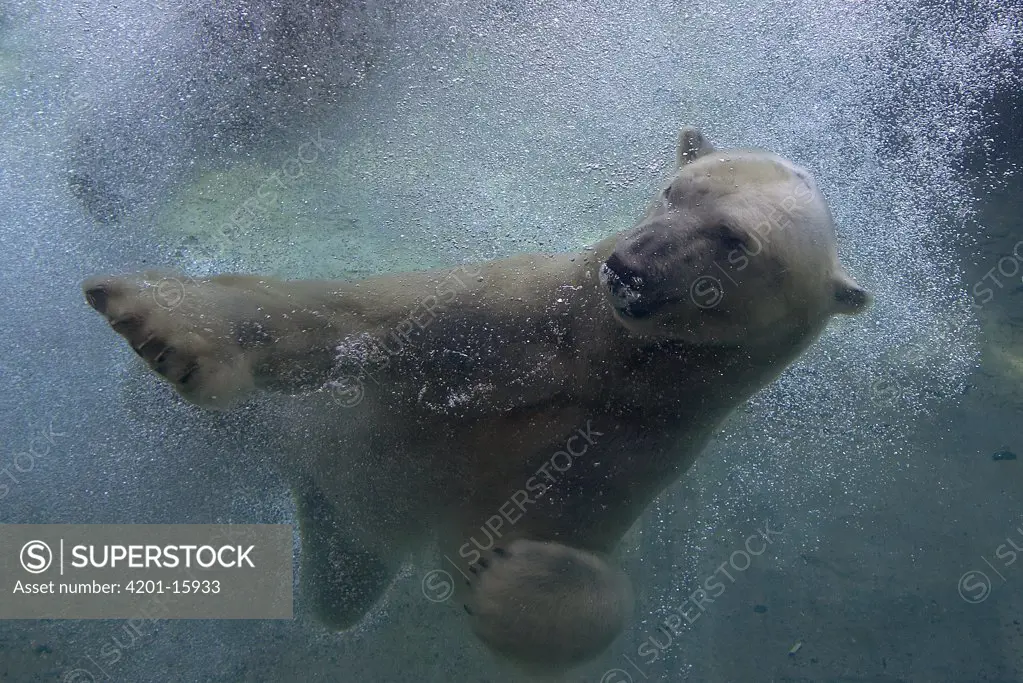 Polar Bear (Ursus maritimus) swimming underwater, native to pan-arctic