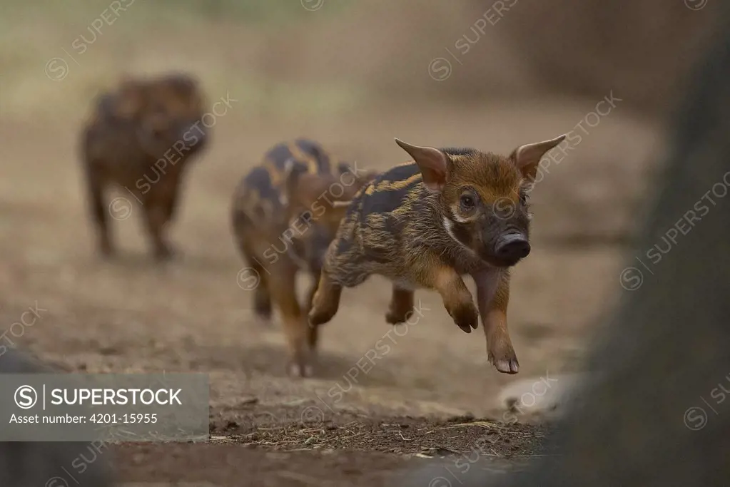Red River Hog (Potamochoerus porcus) piglets running, native to Africa