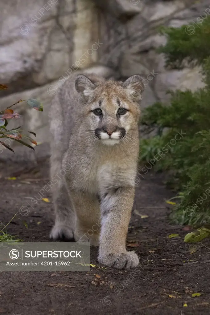 Mountain Lion (Puma concolor) cub walking, San Diego Zoo, California