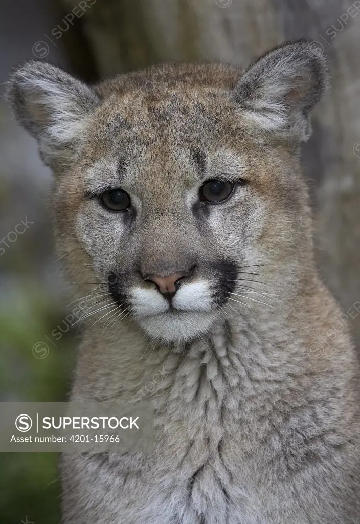 Mountain Lion (Puma concolor) cub, San Diego Zoo, California