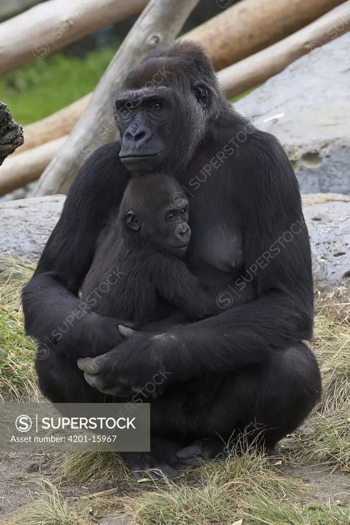 Western Lowland Gorilla (Gorilla gorilla gorilla) mother and baby, native to Africa, San Diego Zoo, California