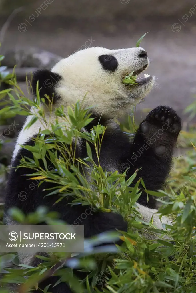 Giant Panda (Ailuropoda melanoleuca) eating bamboo, endangered species native to China, San Diego Zoo, California