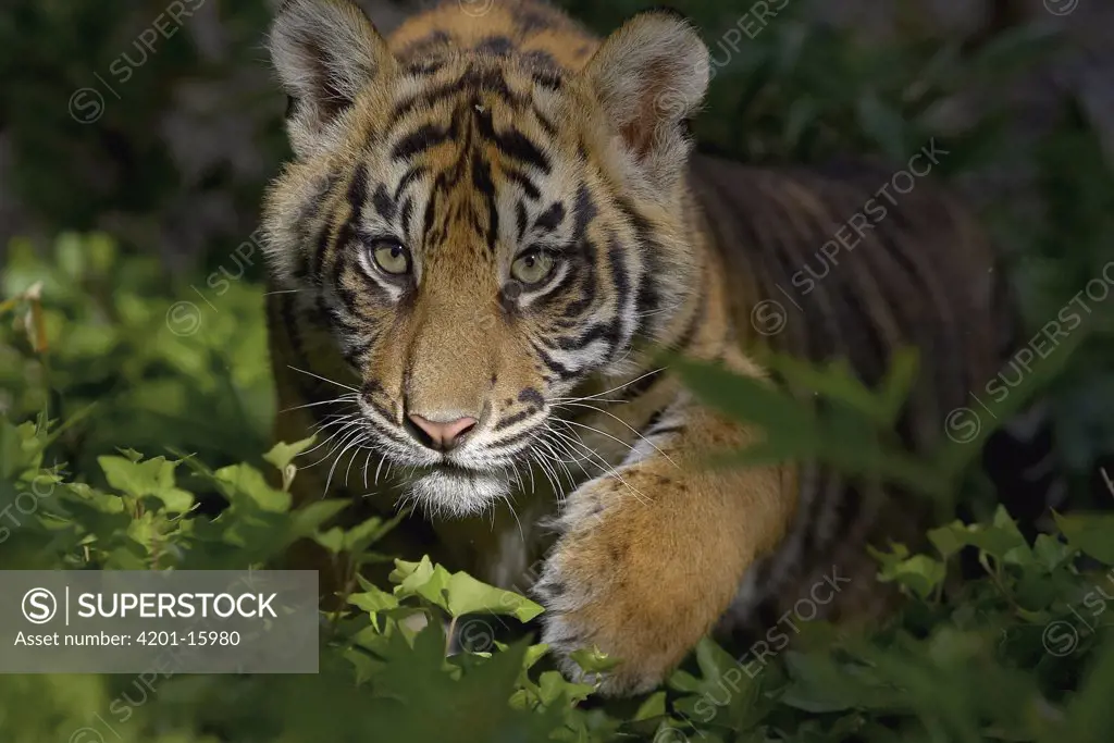 Sumatran Tiger (Panthera tigris sumatrae) cub, endangered species native to Sumatra, San Diego Wild Animal Park, California