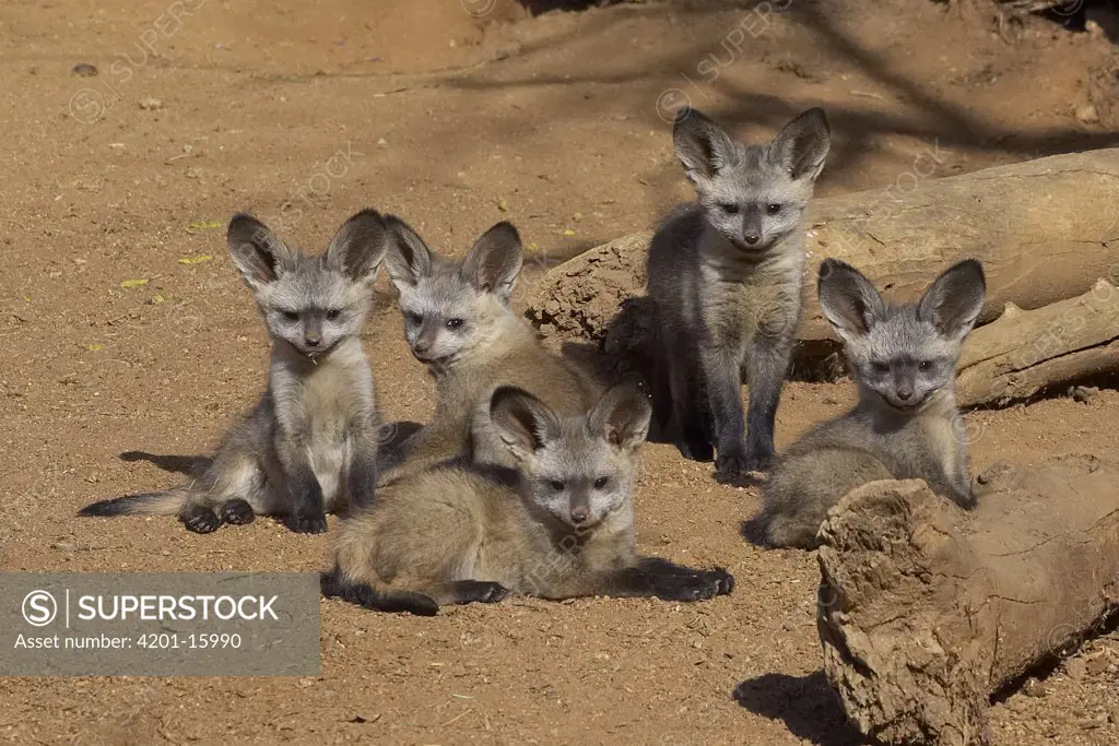 Bat-eared Fox (Otocyon megalotis) group of five pups, native to Africa, San Diego Wild Animal Park, California