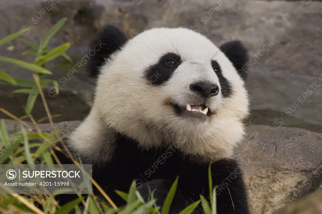 Giant Panda (Ailuropoda melanoleuca) portrait, endangered species native to China, San Diego Zoo, California