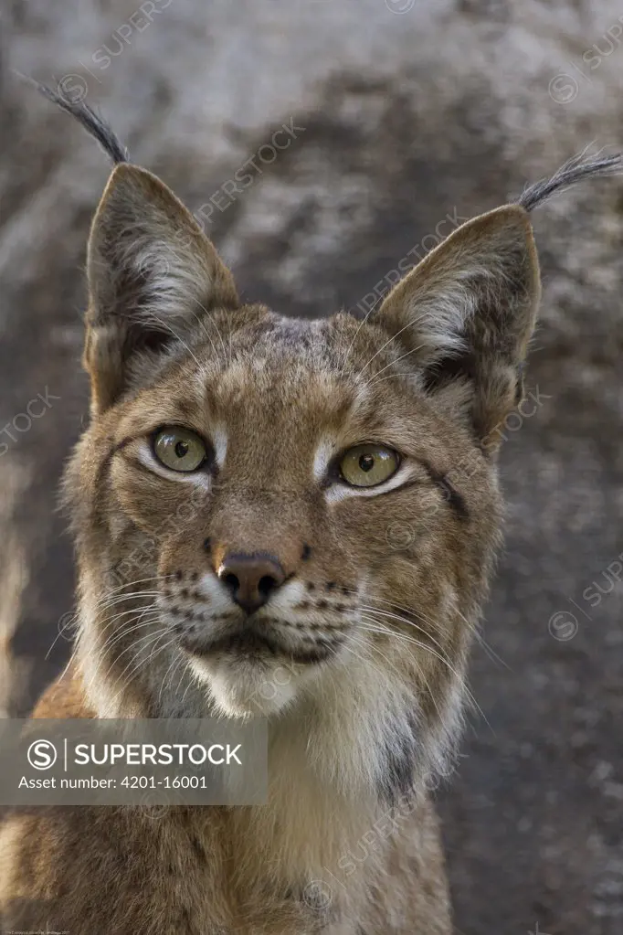 Eurasian Lynx (Lynx lynx) portrait, native to Europe and Siberia, San Diego Zoo, California