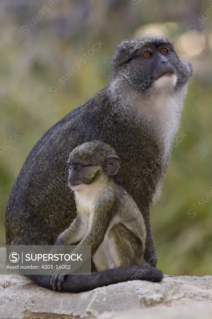 Allen's Swamp Monkey (Allenopithecus nigroviridis) mother and baby, native to the Congo, San Diego Zoo, California