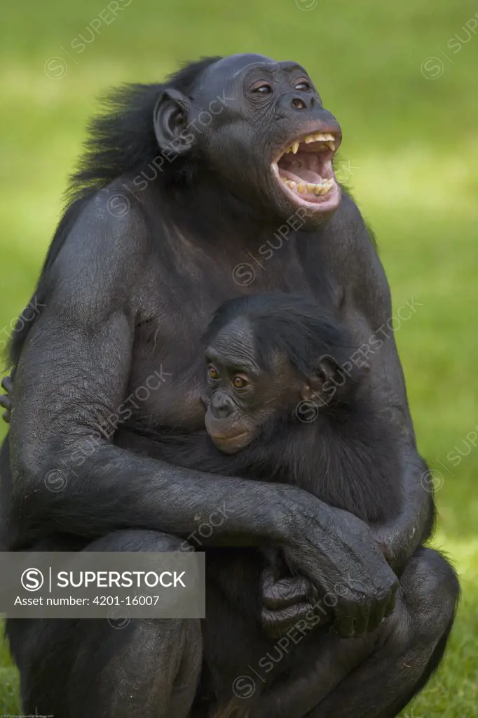 Bonobo (Pan paniscus) mother and baby, endangered species native to Africa, San Diego Wild Animal Park, California