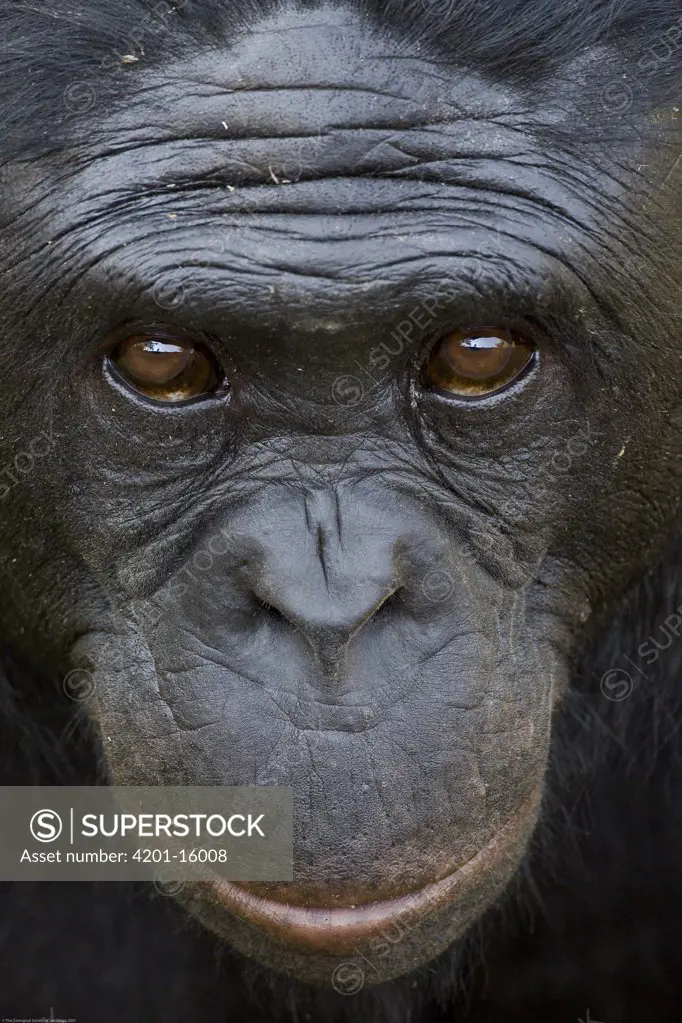 Bonobo (Pan paniscus) portrait, endangered species native to Africa, San Diego Wild Animal Park, California