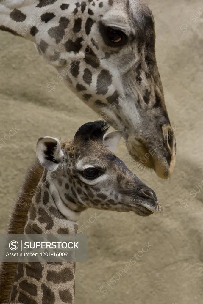 Masai Giraffe (Giraffa camelopardalis tippelskirchi) mother and calf, native to Africa, San Diego Zoo, California