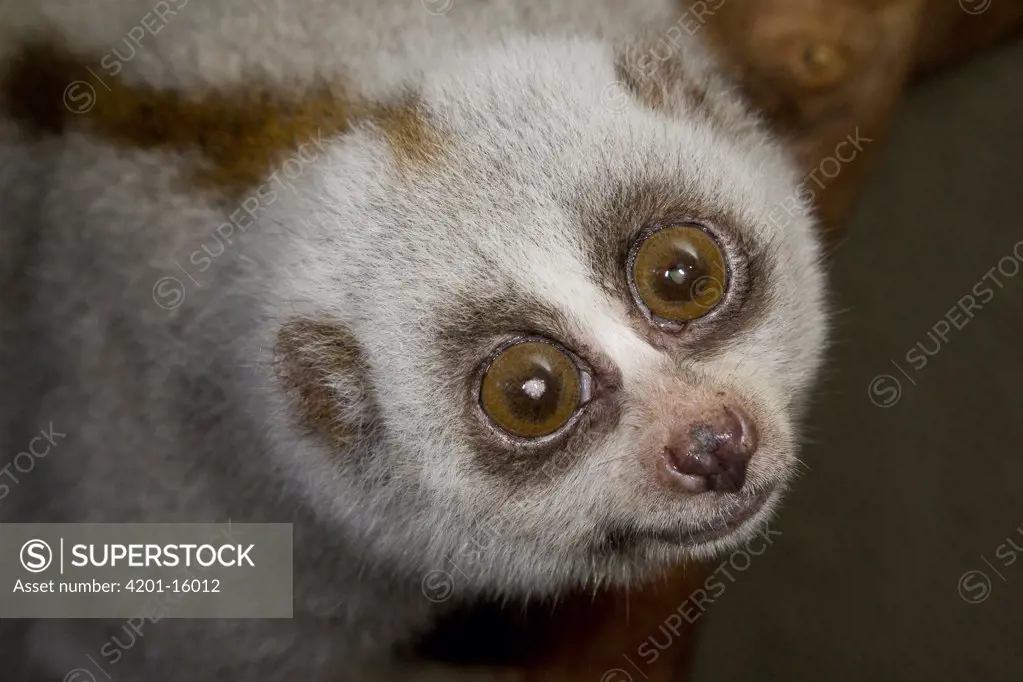 Slow Loris (Nycticebus coucang) portrait, native to Borneo, San Diego Zoo, California