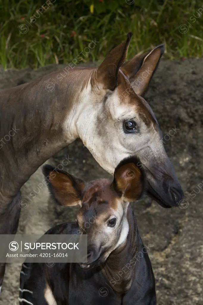 Okapi (Okapia johnstoni) mother and calf, native to Africa