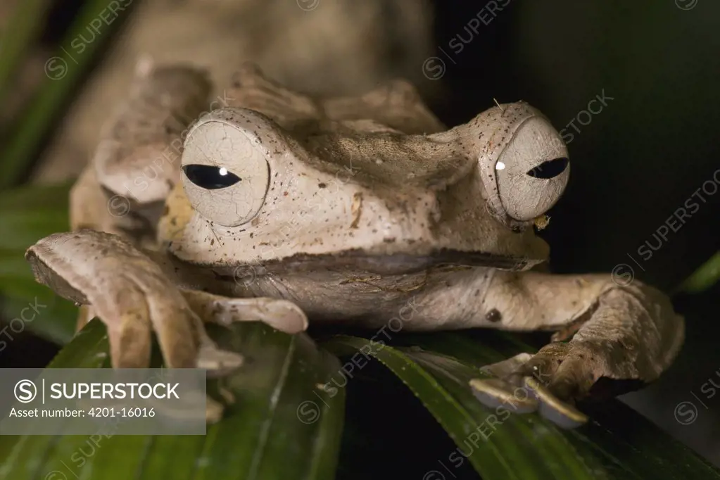 Bornean Eared Frog (Polypedates otilophus), native to Borneo, San Diego Zoo, California