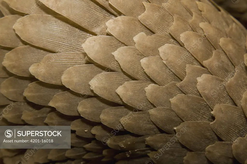 Tree Pangolin (Manis tricuspis) scales, native to Africa, San Diego Zoo, California