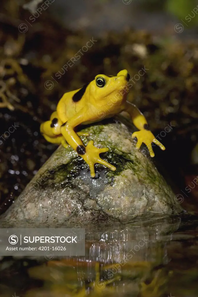Panamanian Golden Frog (Atelopus zeteki) critically endangered species native to Panama, San Diego Zoo, California